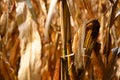 Dried Corn Cob in Field Ready to Harvest Royalty Free Stock Photo