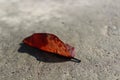 A beautiful dried leaf fallen on the ground with copy space - life concept. Royalty Free Stock Photo