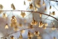 Beautiful dried maple seeds on a tree branch on bright winter day Royalty Free Stock Photo