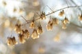 Beautiful dried maple seeds on a tree branch on bright winter day Royalty Free Stock Photo