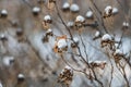 The beautiful dried orange and yellow flowers sedum telephium with white snow are on the white blurred background in winter