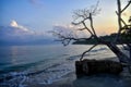 Beautiful driftwood and a dead tree at sunrise at the beach in the Caribbean Sea Royalty Free Stock Photo