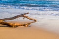 Beautiful driftwood rests on Cabarete beach in early morning