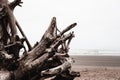 Beautiful driftwood, roots and trunks of huge douglas fir trees, in La Push beach