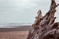 Beautiful driftwood, roots and trunks of huge douglas fir trees, in La Push beach