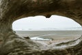 Beautiful driftwood, roots and trunks of huge douglas fir trees, in La Push beach