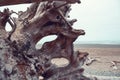 Beautiful driftwood, roots and trunks of huge douglas fir trees, in La Push beach