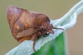 Beautiful Drinker on leaf in garden