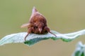 Beautiful Drinker on leaf in garden