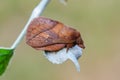 Beautiful Drinker on leaf in garden Royalty Free Stock Photo