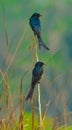 Beautiful drongo with spotted eye. Royalty Free Stock Photo