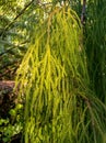 Rimu Tree Native to New Zealand