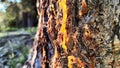 Beautiful drop of resin on pine bark in a sunny day. Natural concept Royalty Free Stock Photo