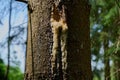 beautiful drop of resin on pine bark Royalty Free Stock Photo