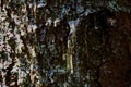 beautiful drop of resin on pine bark Royalty Free Stock Photo