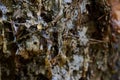 beautiful drop of resin on pine bark Royalty Free Stock Photo