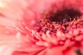 Beautiful drop of water on petal of pink gerbera flower close-up macro Royalty Free Stock Photo