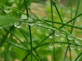 Beautiful droplets of rain on green blades of grass Royalty Free Stock Photo