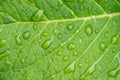 beautiful droplets after rain on a green leaf Royalty Free Stock Photo