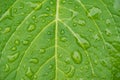 beautiful droplets after rain on a green leaf Royalty Free Stock Photo