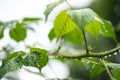 beautiful droplets after rain on a green leaf Royalty Free Stock Photo