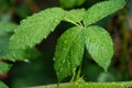 beautiful droplets after rain on a green leaf Royalty Free Stock Photo