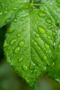 beautiful droplets after rain on a green leaf Royalty Free Stock Photo