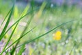 Beautiful drops of fresh morning dew on green grass. Selective focus. Blurry spring background Royalty Free Stock Photo