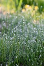 Beautiful drops of fresh morning dew on green grass in sunlight . Selective focus. Blurry spring background Royalty Free Stock Photo