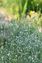 Beautiful drops of fresh morning dew on green grass in sunlight . Selective focus. Blurry spring background with copy space. Royalty Free Stock Photo