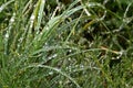 Beautiful drops of fresh morning dew on green grass in sunlight. Selective focus. Spring background Royalty Free Stock Photo