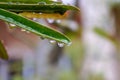 beautiful drops of rain water on green leaf. Royalty Free Stock Photo