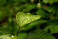 Beautiful drops of spring rain on green foliage