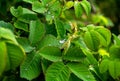 Beautiful drops of spring rain on green foliage