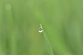 Beautiful drops of transparent rain water on a green leaf macro. Beautiful leaf texture in nature. Royalty Free Stock Photo