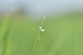 Beautiful drops of transparent rain water on a green leaf macro. Beautiful leaf texture in nature. Royalty Free Stock Photo