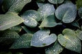 Beautiful drops of transparent rain water on green leaf macro. Many drops of dew in the morning. Beautiful leaf texture in nature Royalty Free Stock Photo