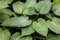 Beautiful drops of transparent rain water on green leaf macro. Many drops of dew in the morning. Beautiful leaf texture Royalty Free Stock Photo