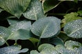 Beautiful drops of transparent rain water on green leaf macro. Many drops of dew in the morning. Beautiful leaf texture Royalty Free Stock Photo