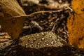 Beautiful drops of transparent rainwater on yellow leaf.Raindrops texture in nature.Rainy weather outdoors.Fall autumn details Royalty Free Stock Photo