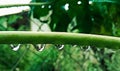 Beautiful drops of water on a green plant, after rain in the rural region of Jardim das Oliveiras.