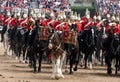 Beautiful drum horse with Household Cavalry behind, taking part in the Trooping the Colour ceremony, London UK