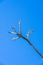 Beautiful dry branch of tree isolated on blue background. Royalty Free Stock Photo