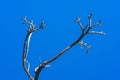 Beautiful dry branch of tree isolated on blue background. Royalty Free Stock Photo