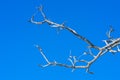 Beautiful dry branch of tree isolated on blue background. Royalty Free Stock Photo