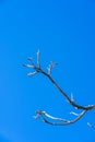 Beautiful dry branch of tree isolated on blue background. Royalty Free Stock Photo