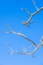 Beautiful dry branch of tree isolated on blue background. Royalty Free Stock Photo