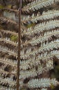 Beautiful dry brown autumn fern leaf. Autumn texture Royalty Free Stock Photo