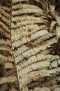 Beautiful dry brown autumn fern leaf. Autumn texture. Royalty Free Stock Photo