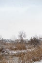 Beautiful dry brown reeds with snow, winter lake landscape, birds flying on sky background, vertical shot Royalty Free Stock Photo